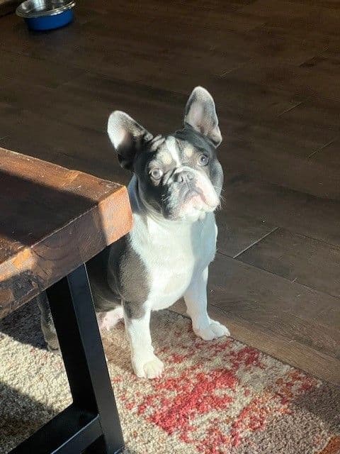 French Bulldog Puppies breeder image 10