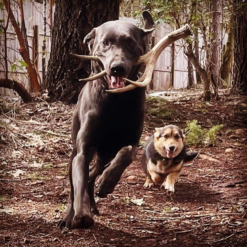 Labrador Retriever Puppies breeder image 1