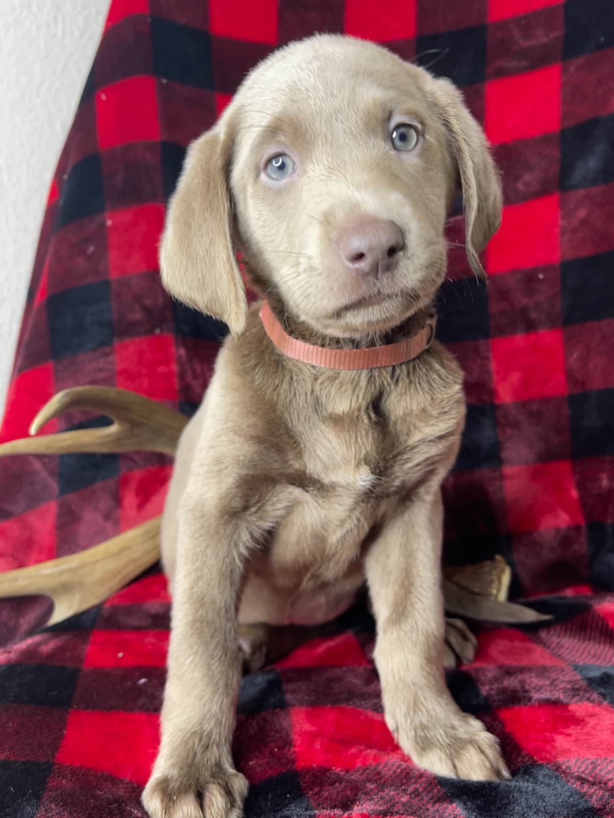 Labrador Retriever Puppies breeder image 3