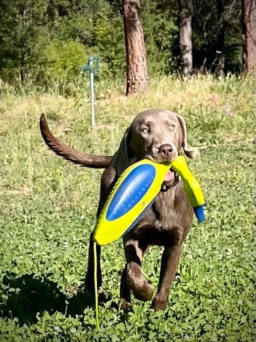 Labrador Retriever Puppies breeder image 5