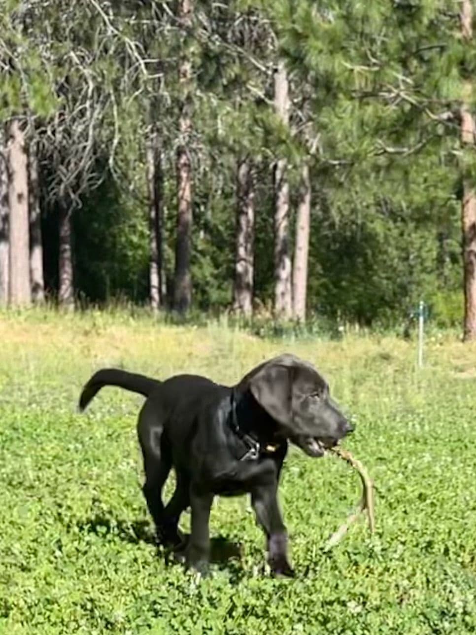 Labrador Retriever Puppies breeder image 6