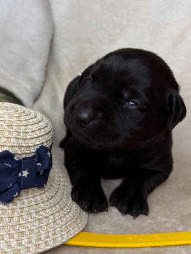 Labrador Retriever Puppies media 4