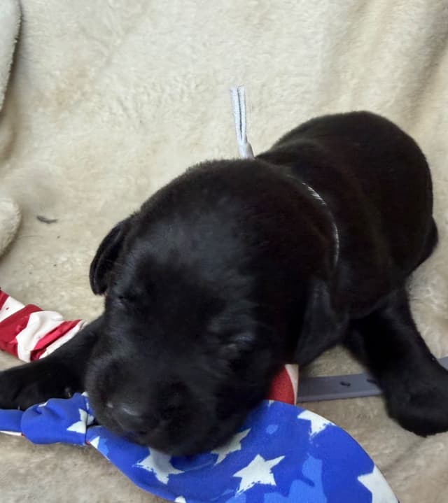 Labrador Retriever Puppies media 6