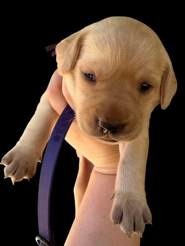Labrador Retriever Puppies media 2
