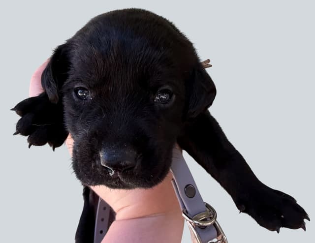 Labrador Retriever Puppies media 3