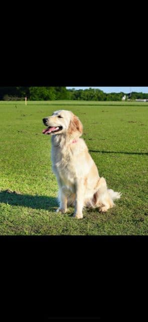 Golden Retriever Puppies breeder image 1