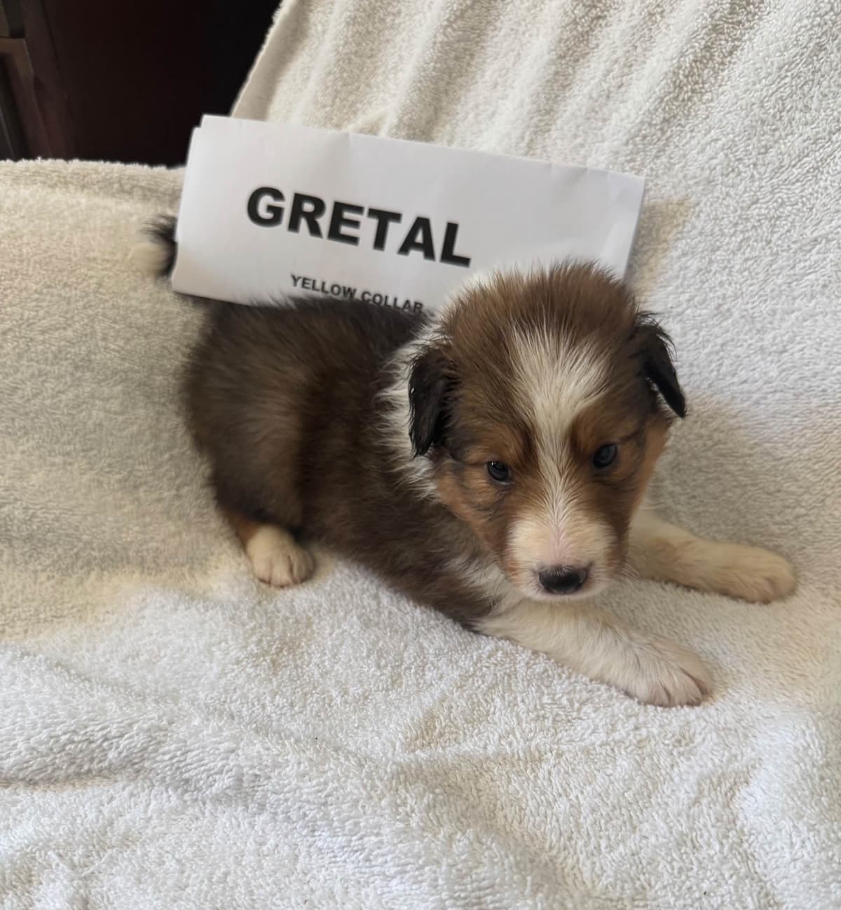 Shetland Sheepdog Puppies breeder image 1