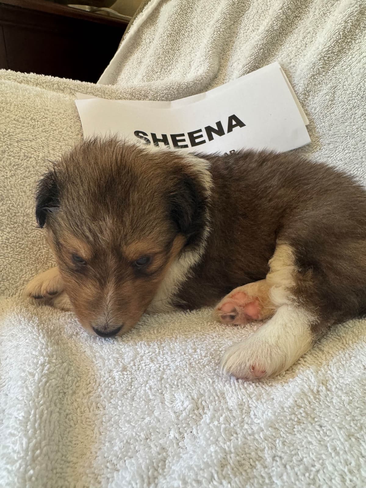 Shetland Sheepdog Puppies breeder image 3