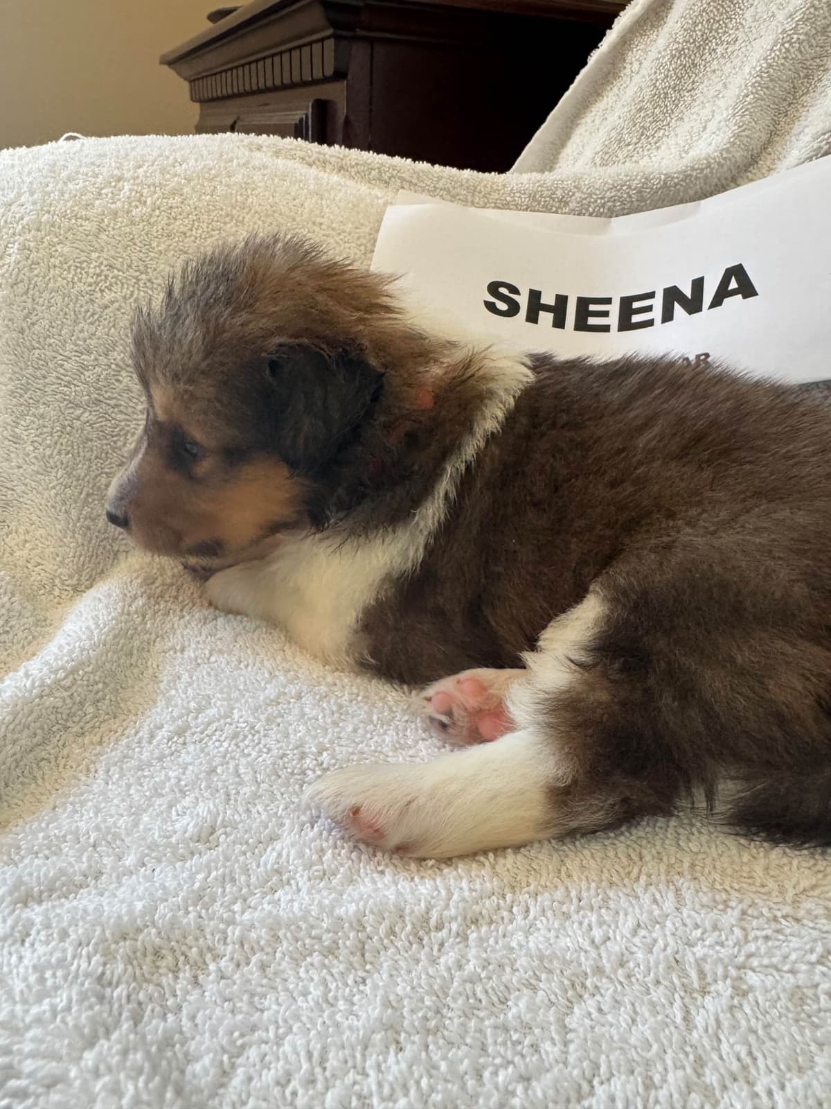 Shetland Sheepdog Puppies breeder image 5