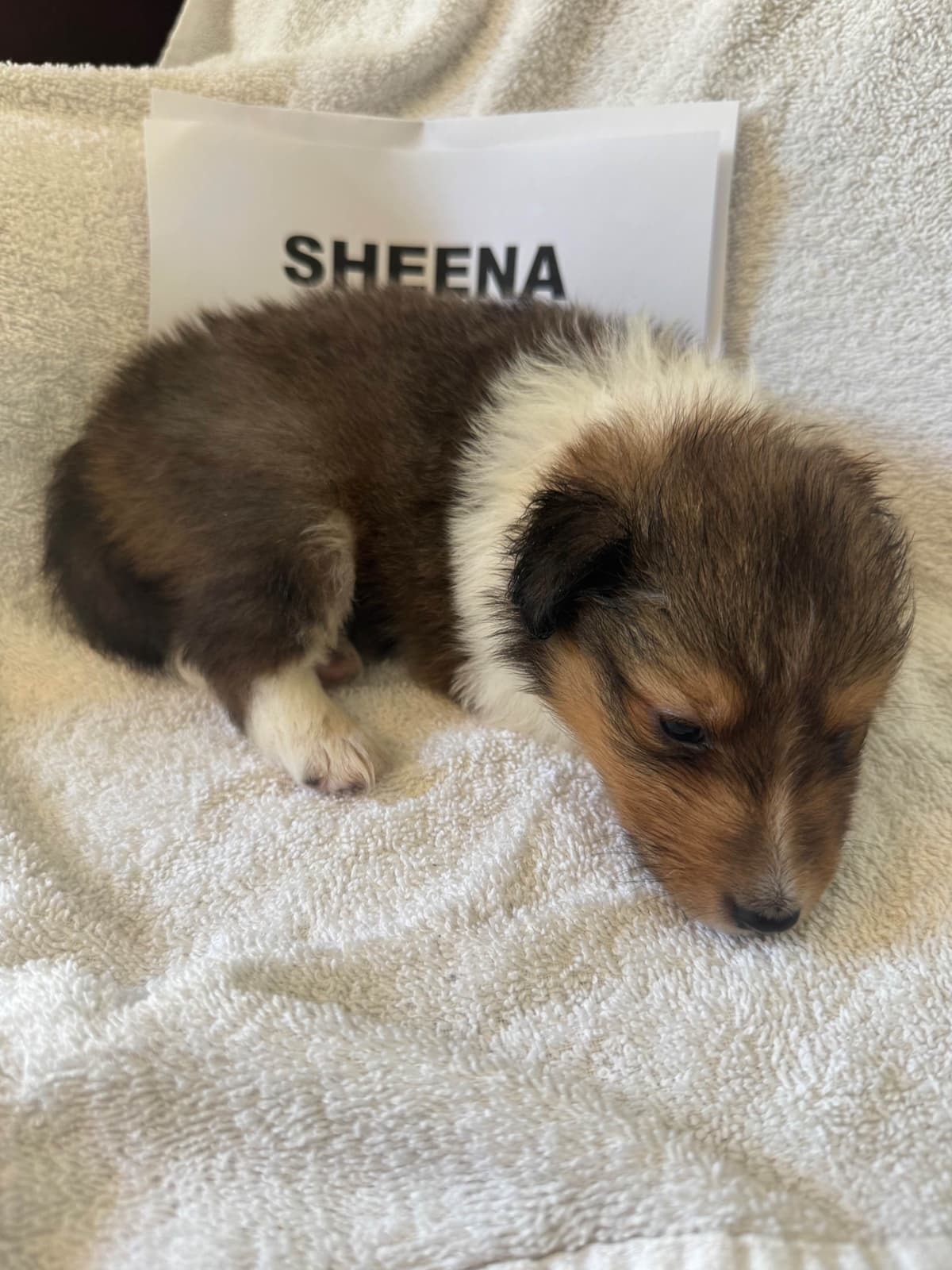 Shetland Sheepdog Puppies breeder image 4