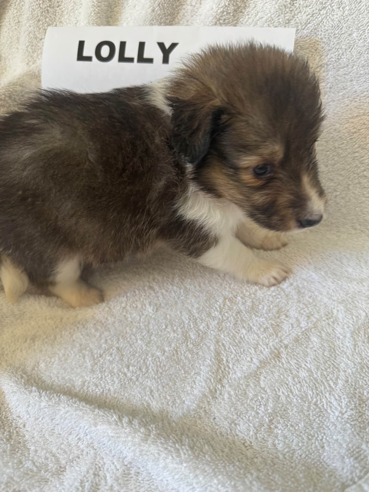 Shetland Sheepdog Puppies breeder image 6