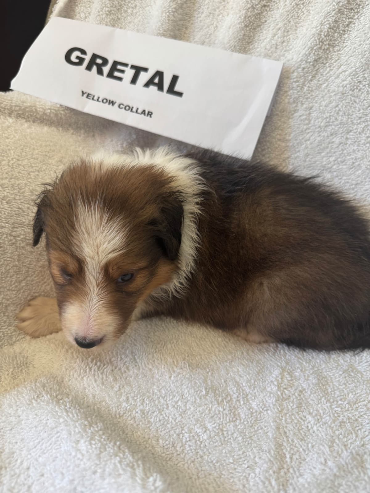 Shetland Sheepdog Puppies breeder image 7