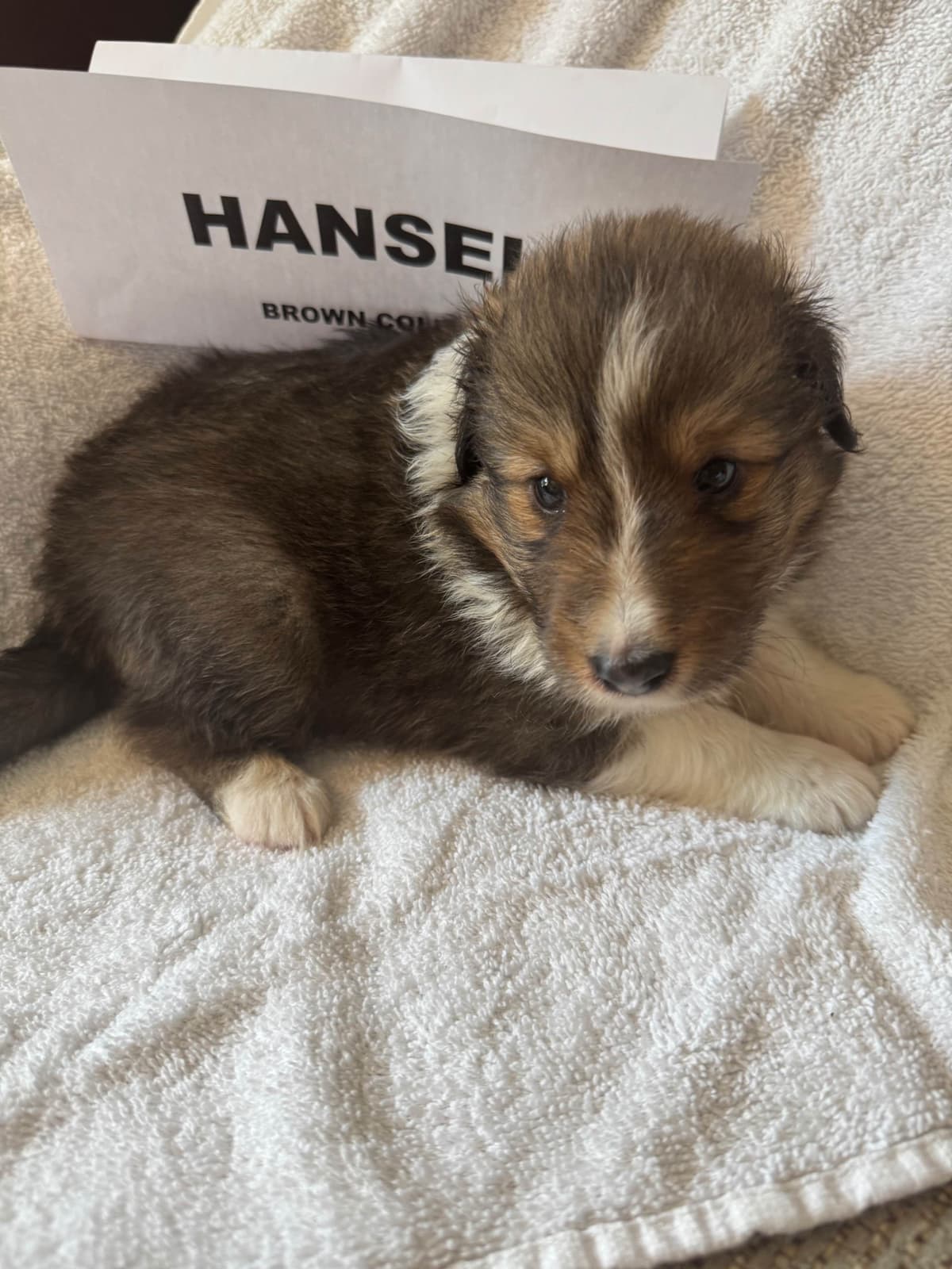 Shetland Sheepdog Puppies breeder image 9