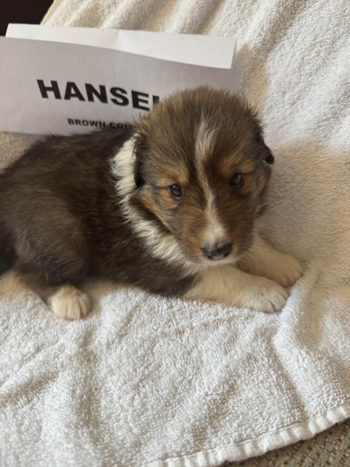 Shetland Sheepdog Puppies breeder image 8