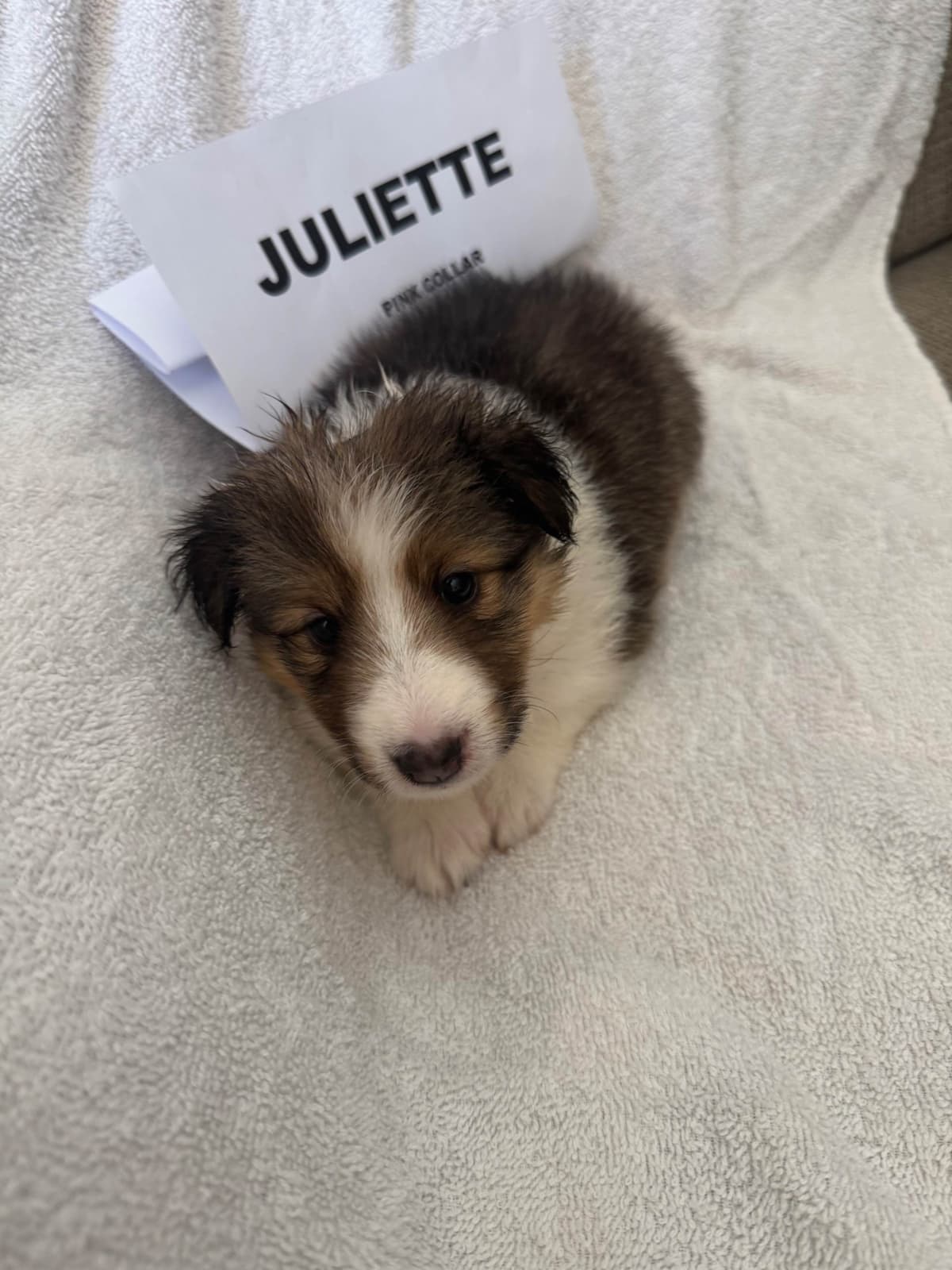 Shetland Sheepdog Puppies breeder image 12