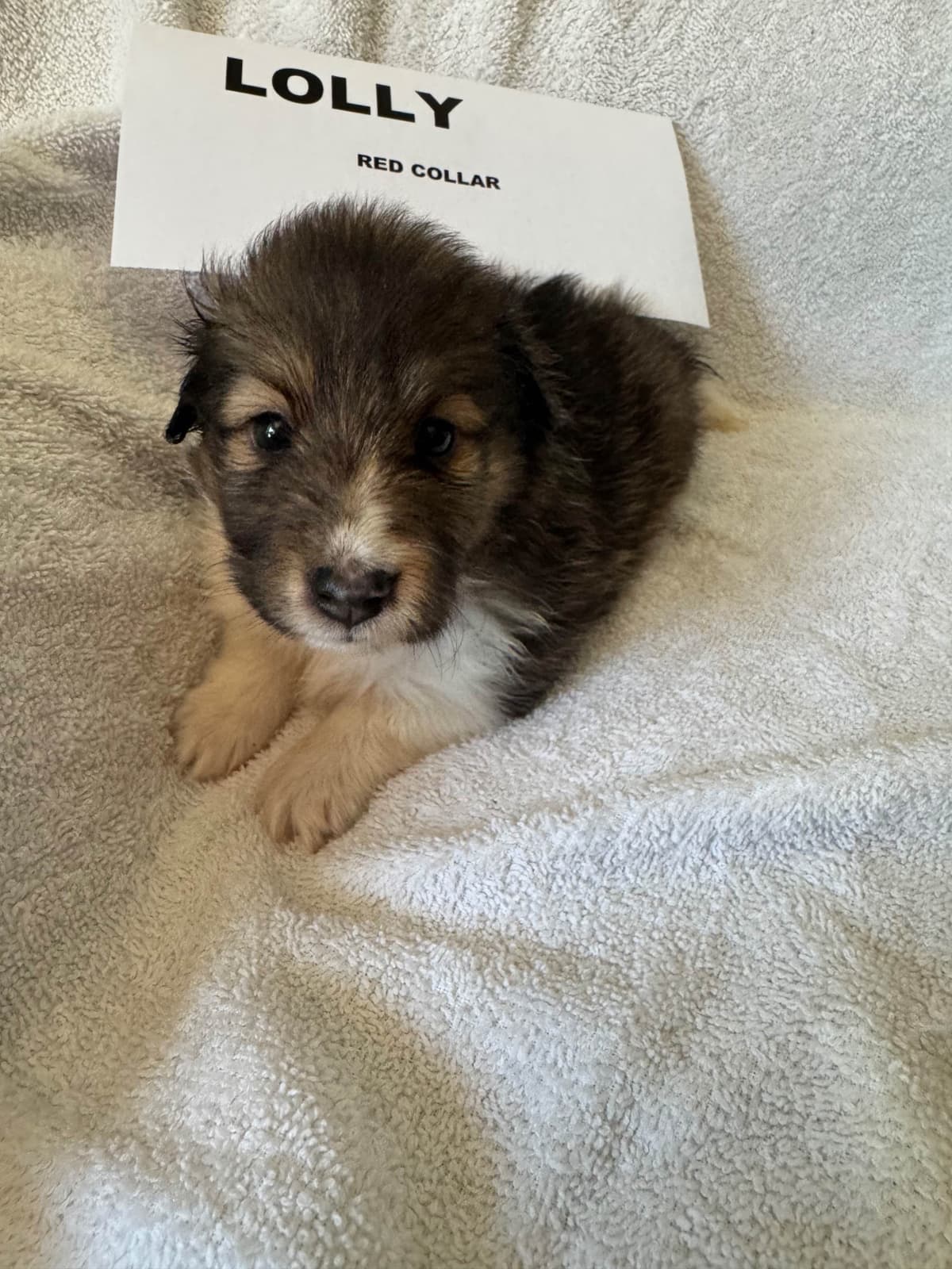 Shetland Sheepdog Puppies breeder image 11