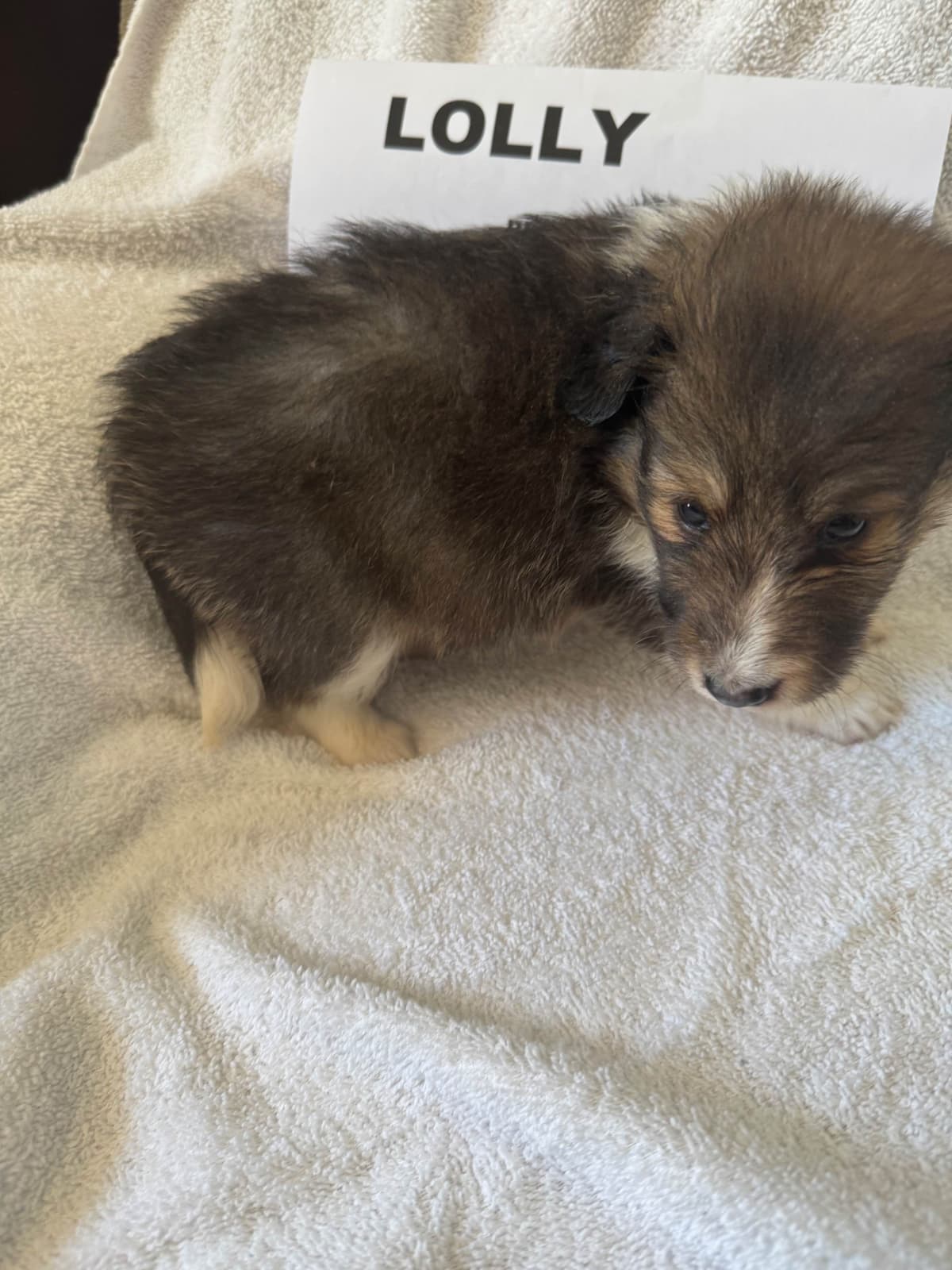 Shetland Sheepdog Puppies breeder image 10