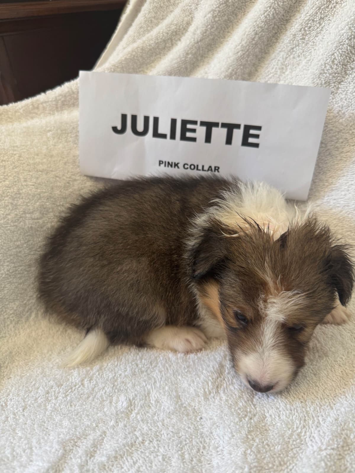 Shetland Sheepdog Puppies breeder image 13