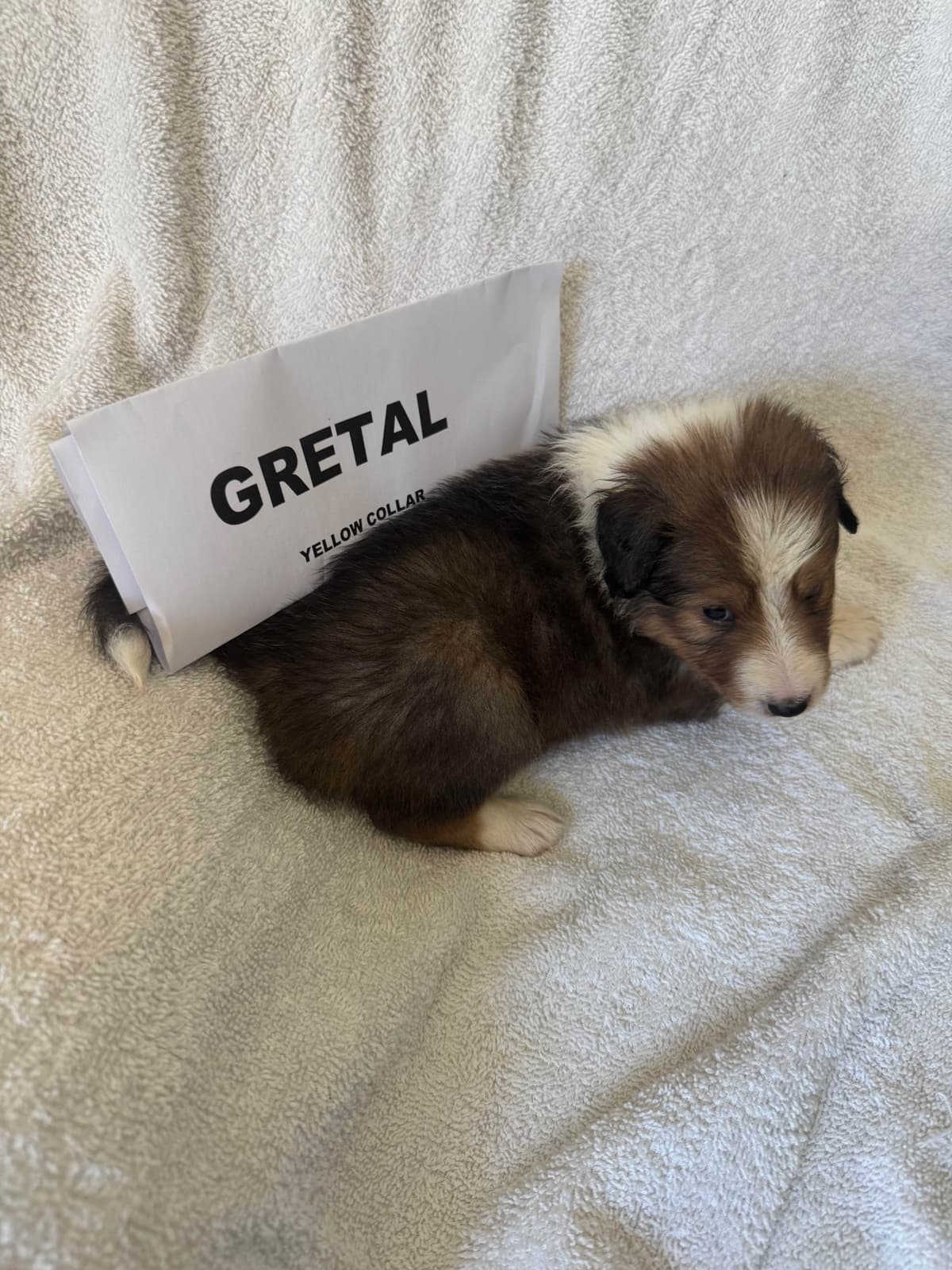 Shetland Sheepdog Puppies breeder image 15