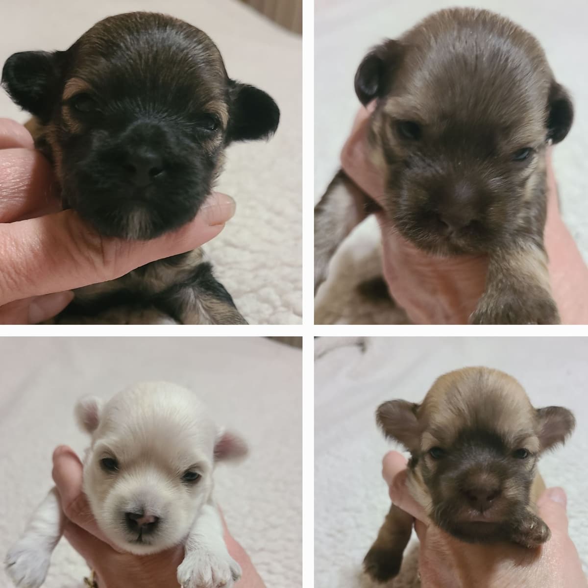 Havanese Puppies breeder image 1