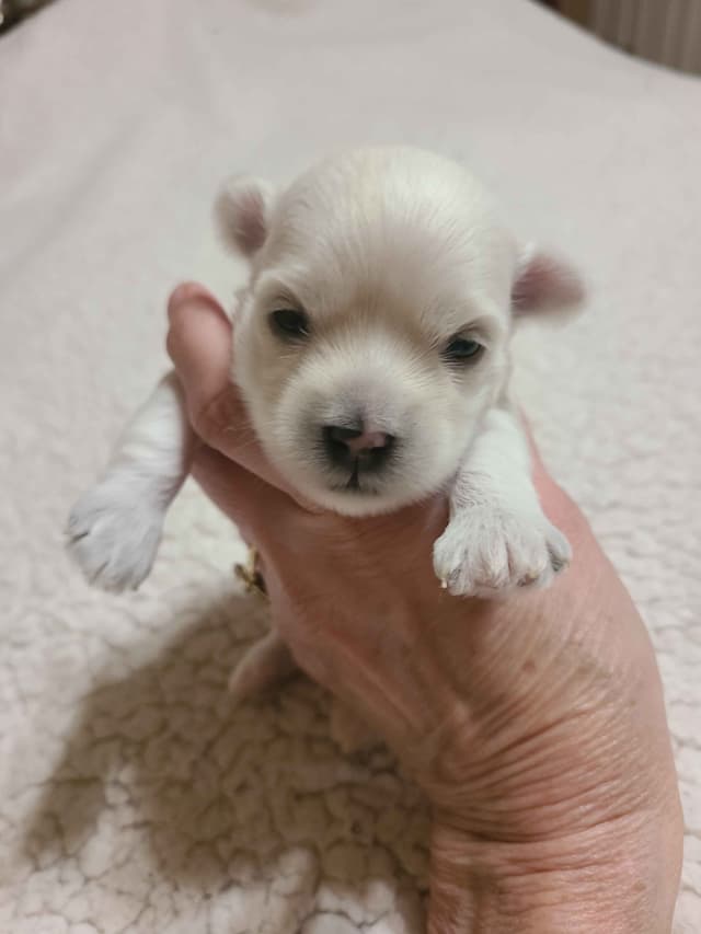 Havanese Puppies media 4