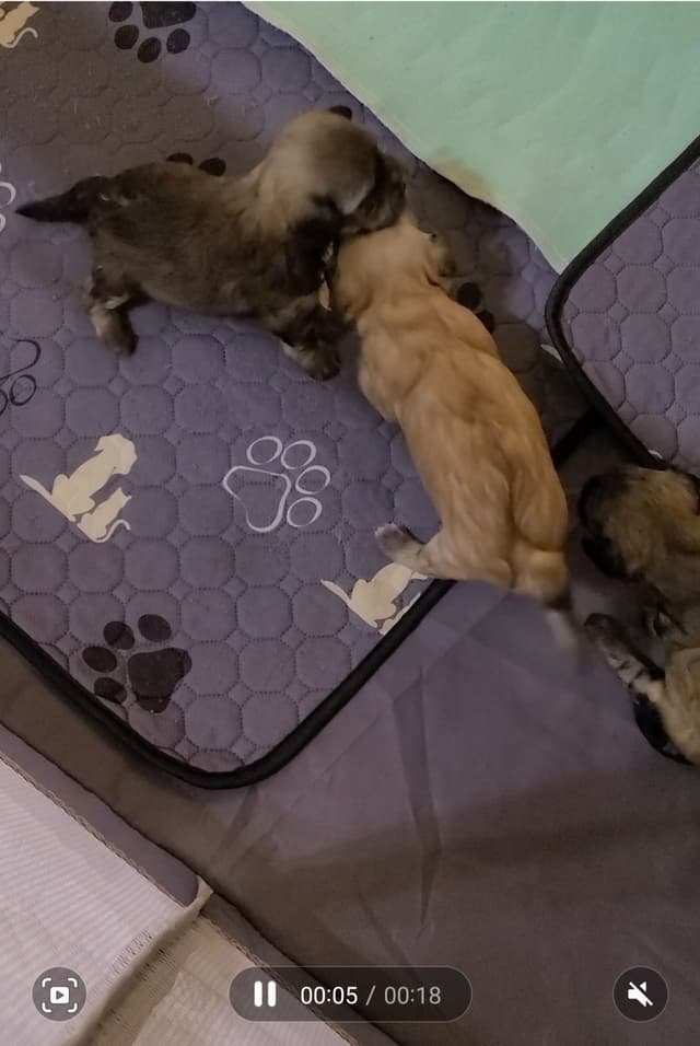 Havanese Puppies media 6