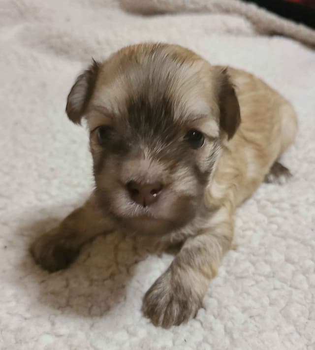 Havanese Puppies media 2
