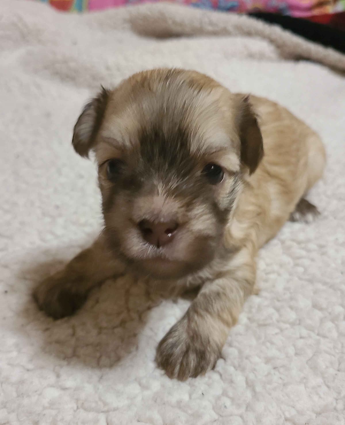 Havanese Puppies breeder image 2