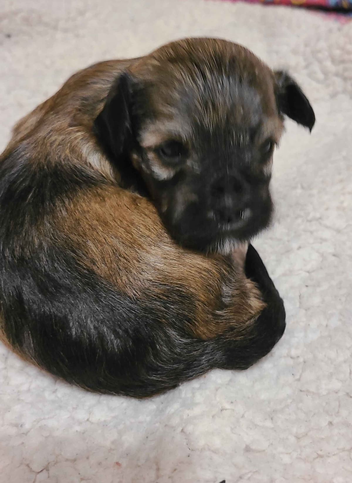 Havanese Puppies breeder image 3