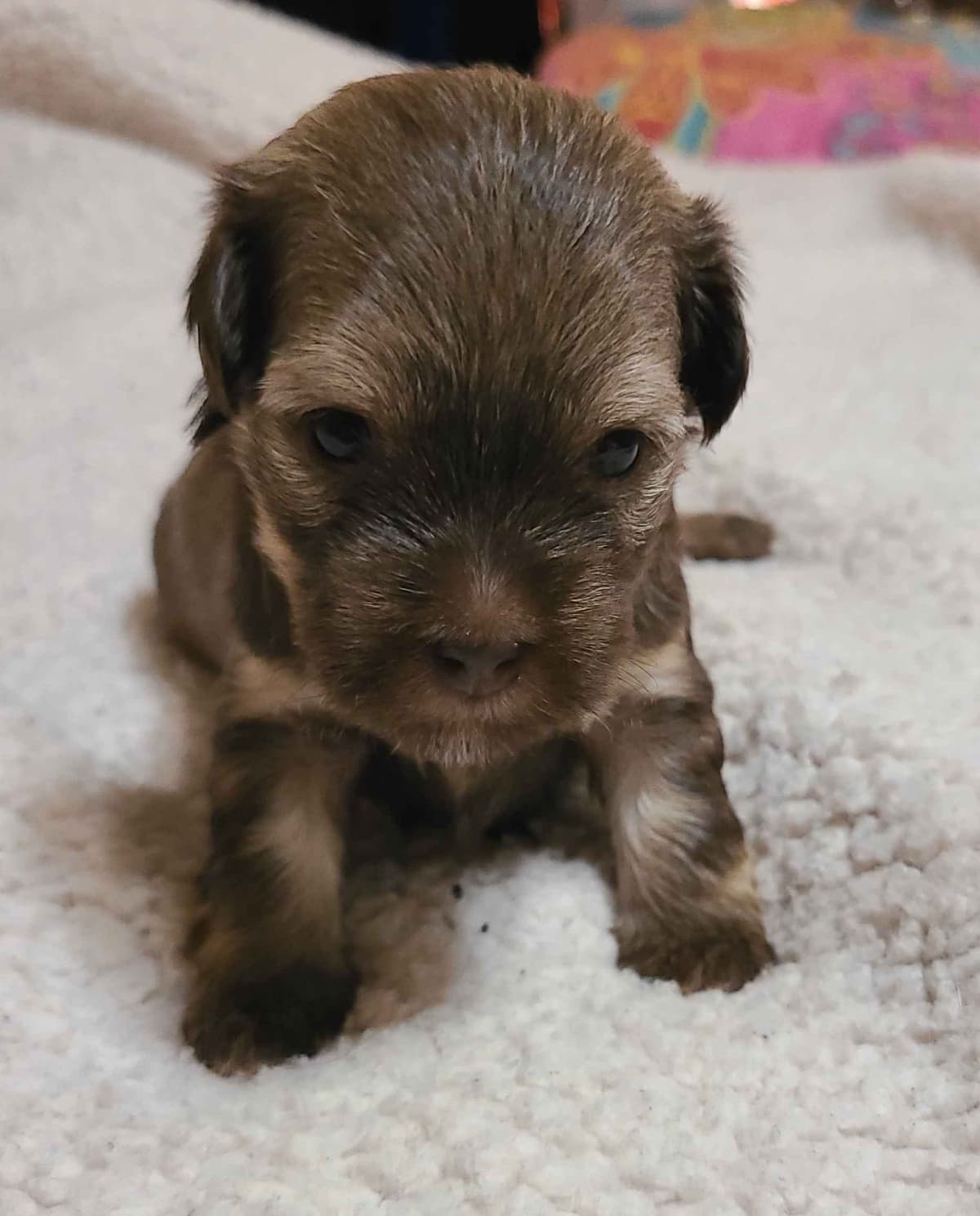 Havanese Puppies breeder image 4