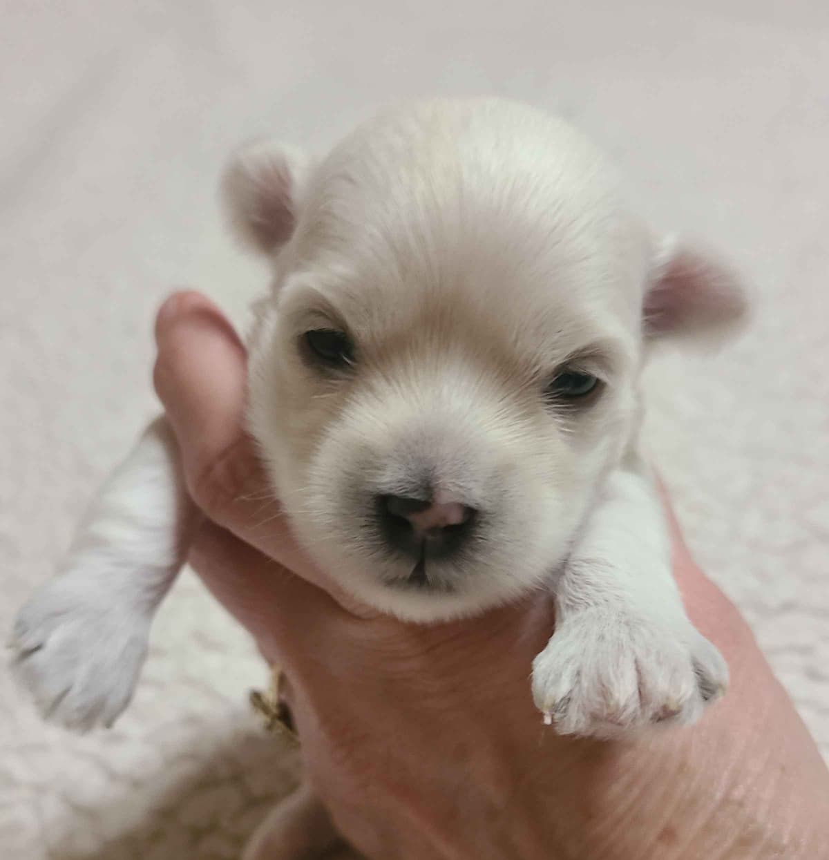 Havanese Puppies breeder image 5