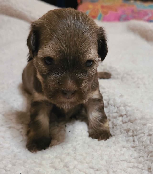 Havanese Puppies media 5