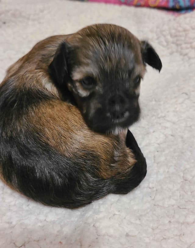 Havanese Puppies media 3