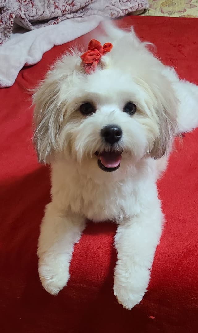 Havanese Puppies media 9
