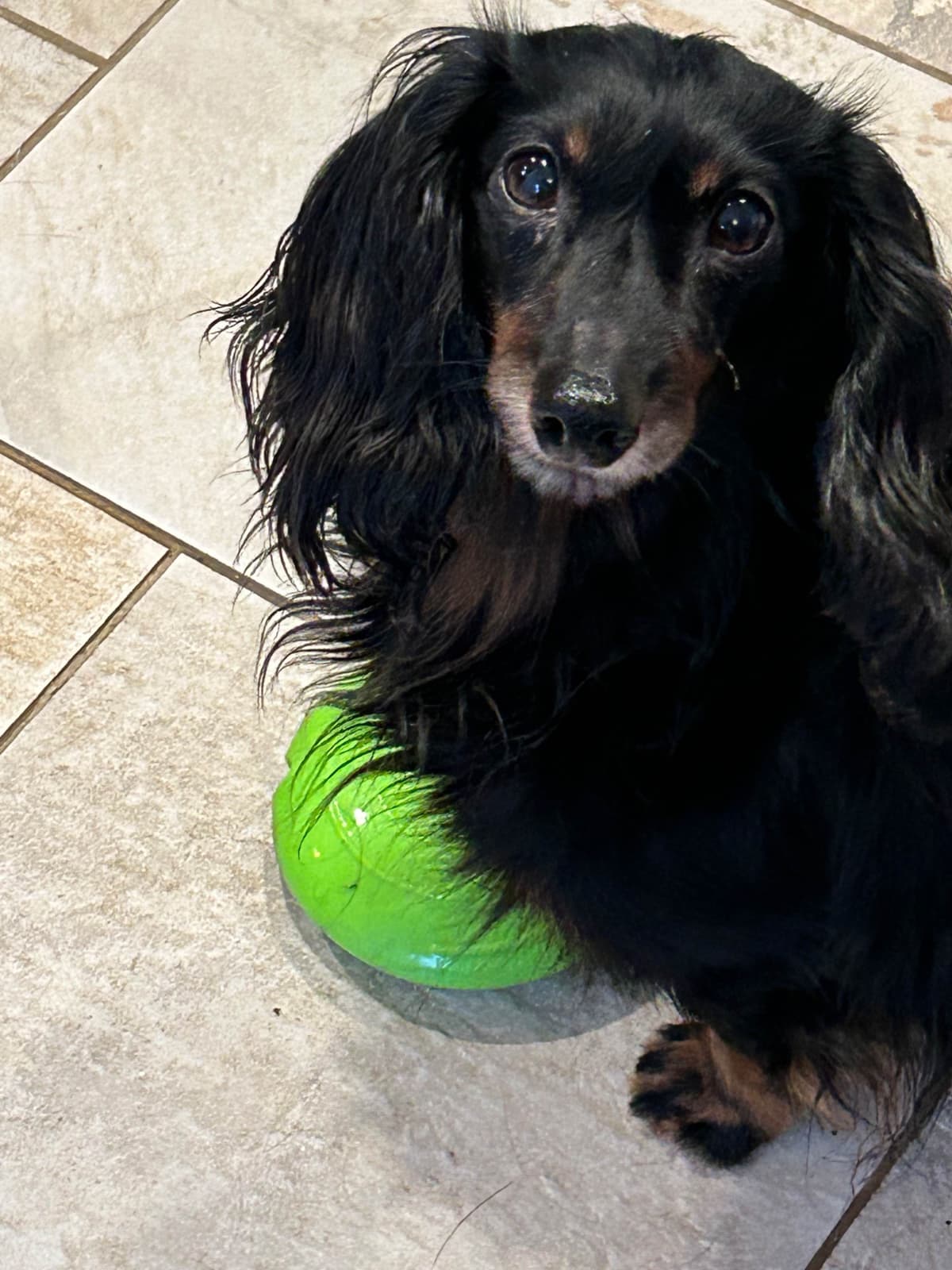 Dachshund Mini Long Pups breeder image 5