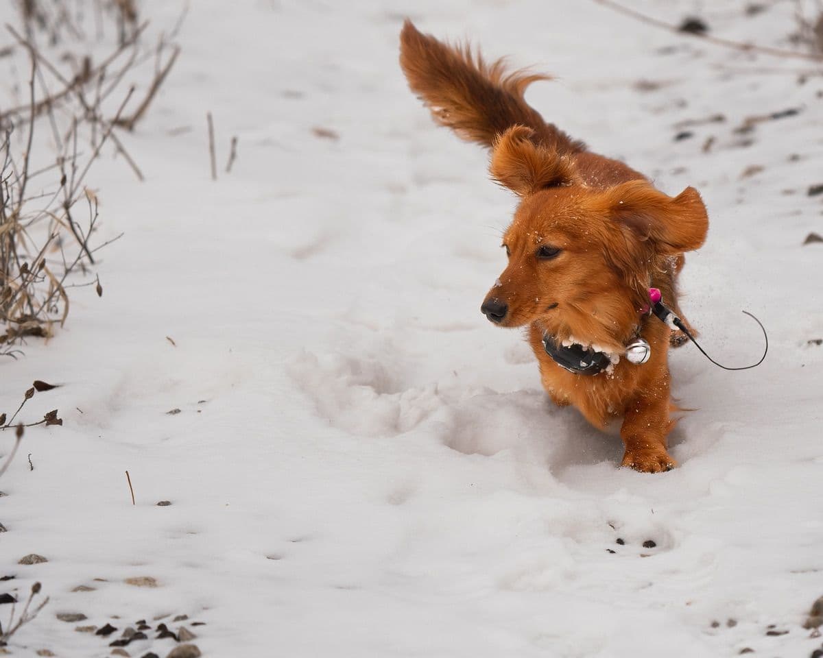 Dachshund Mini Long Pups breeder image 2