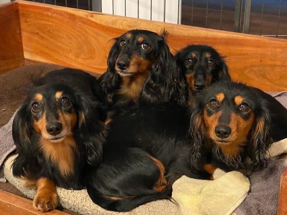 Dachshund Mini Long Pups breeder image 6