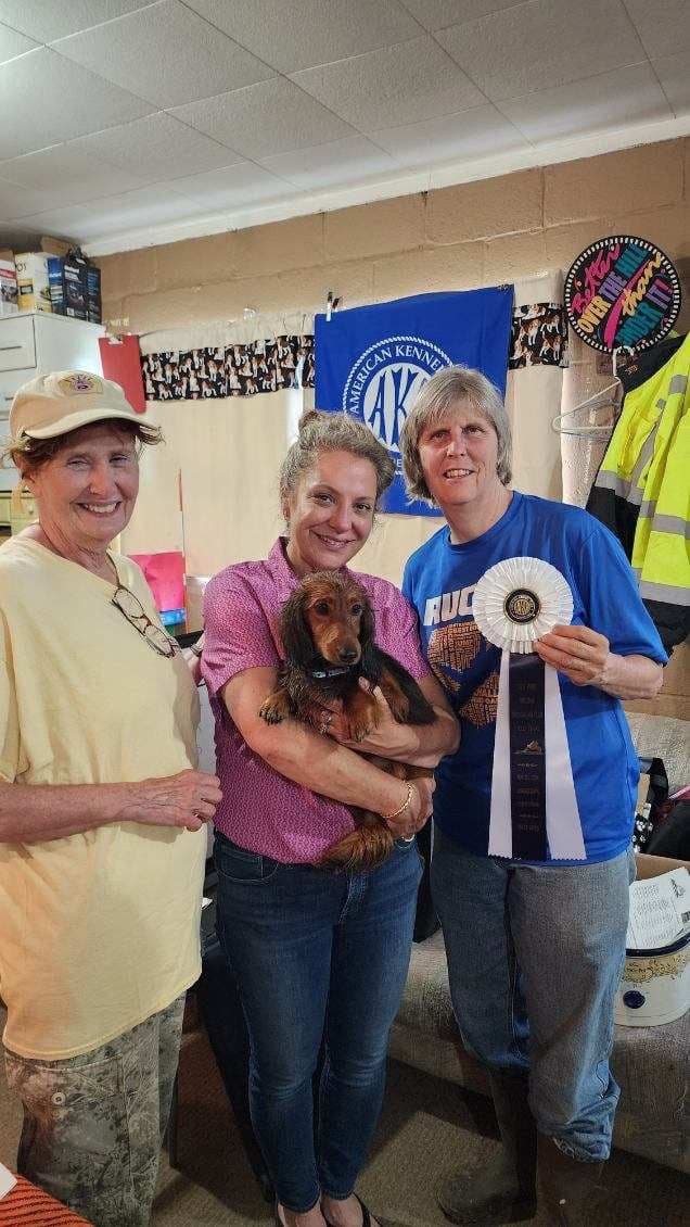 Dachshund Mini Long Pups breeder image 7