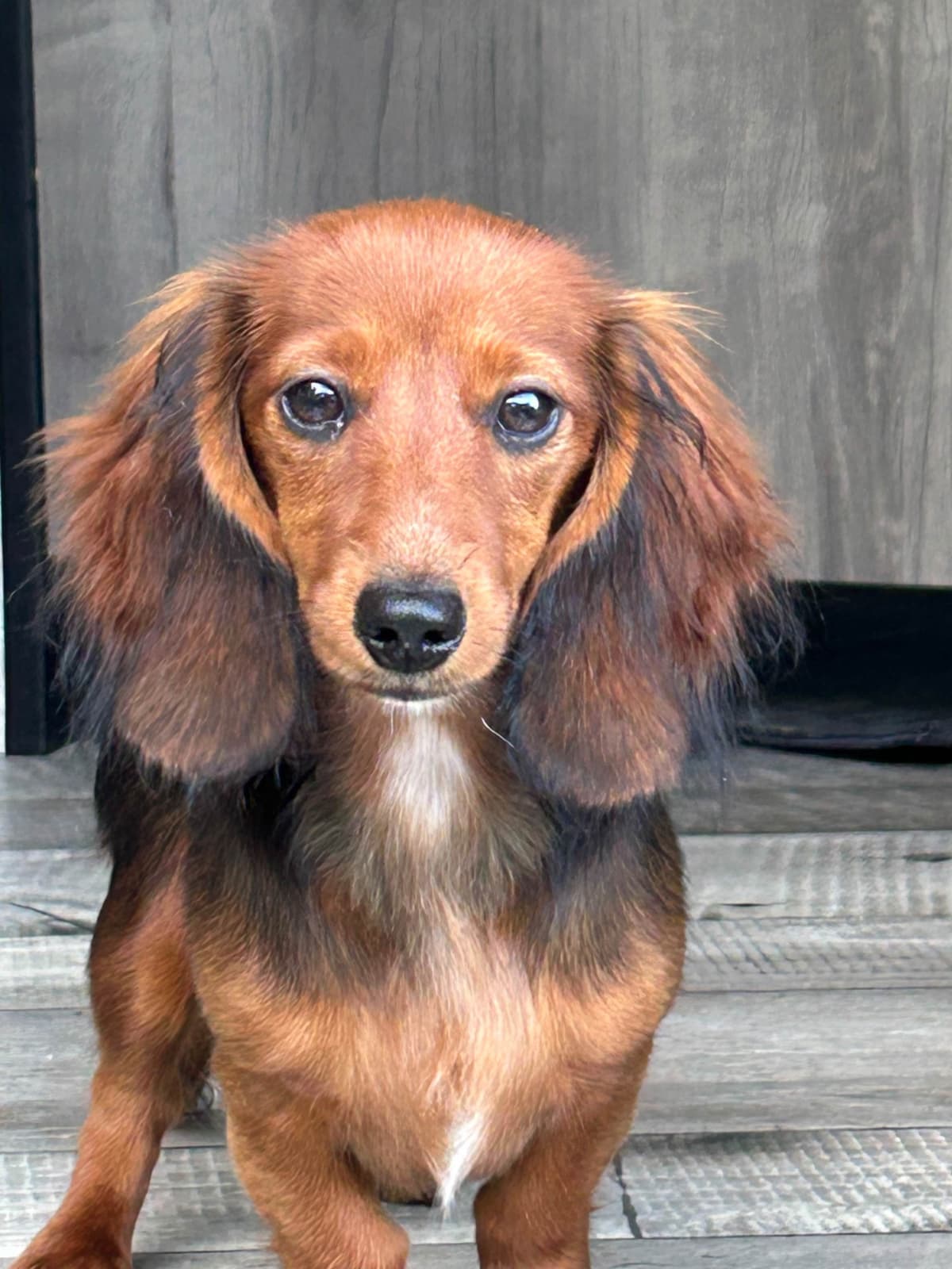 Dachshund Mini Long Pups breeder image 8