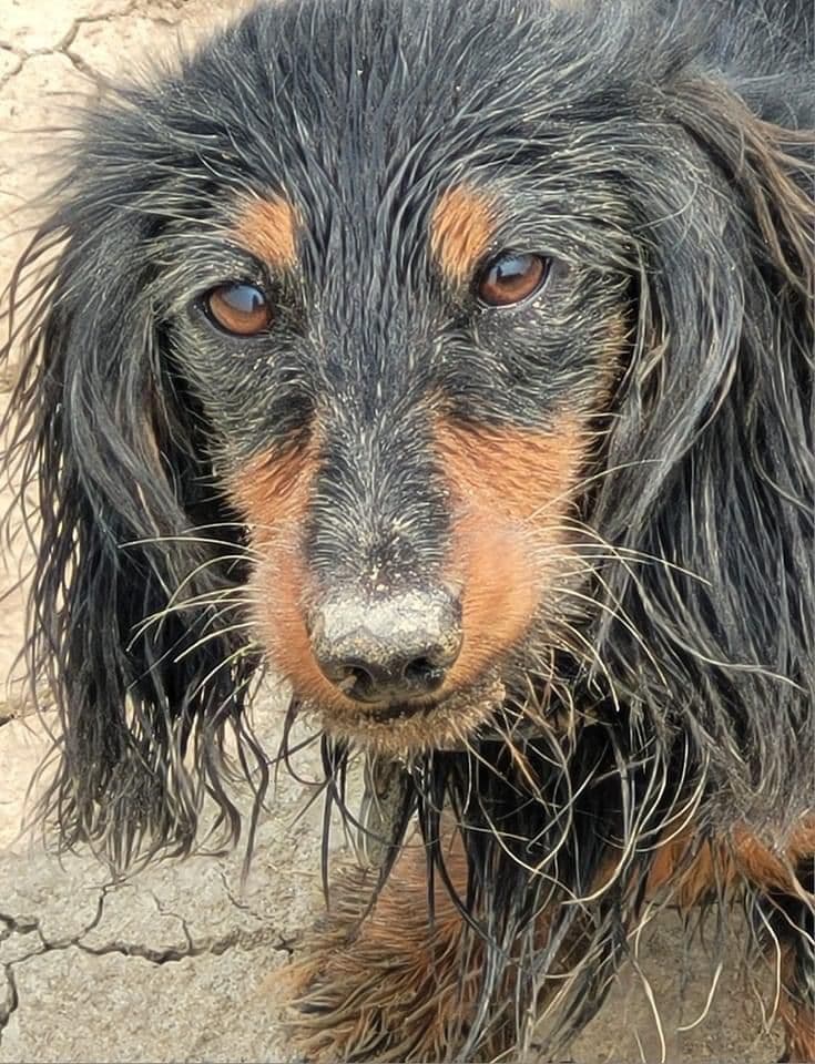 Dachshund Mini Long Pups breeder image 14