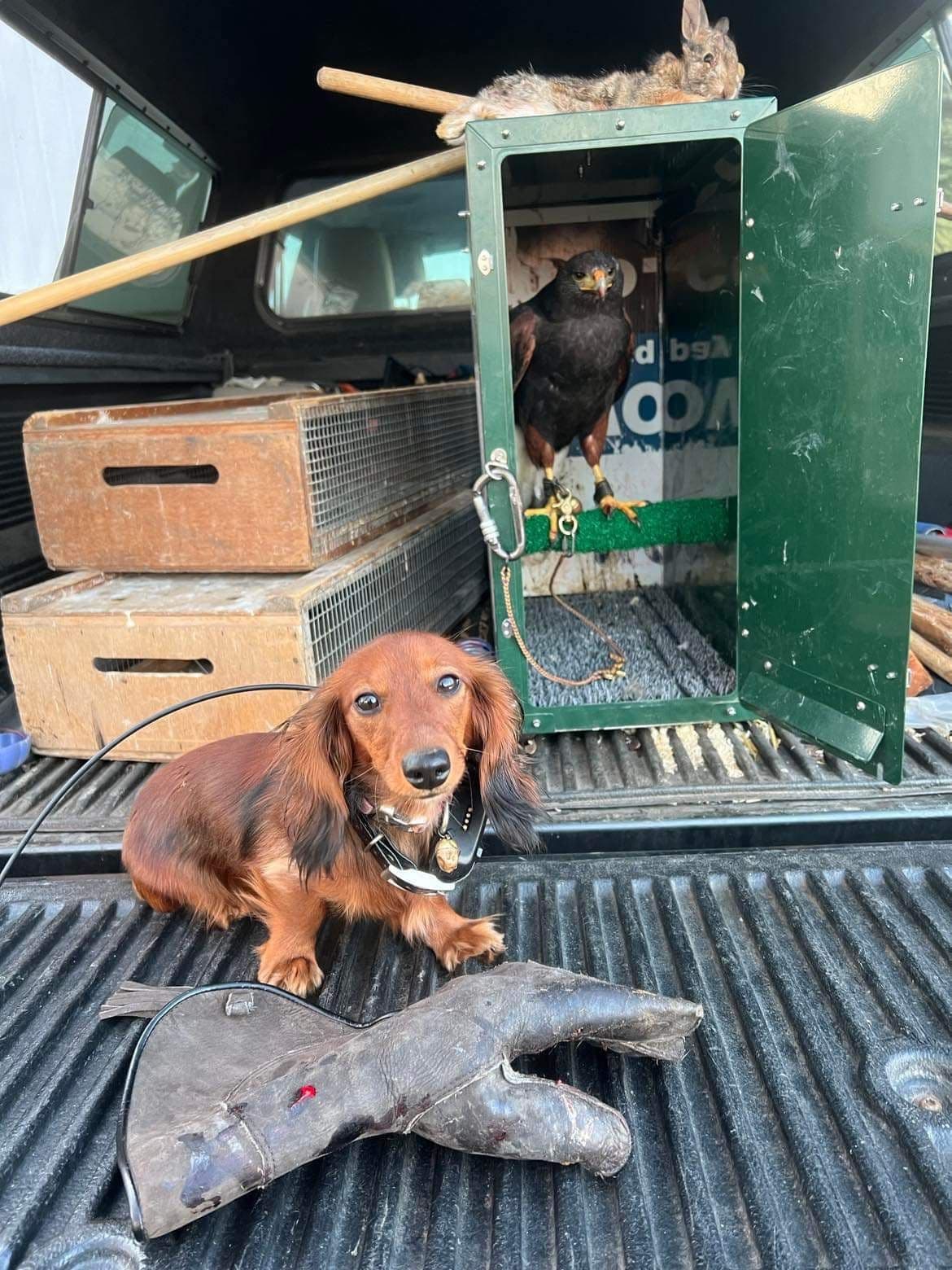 Dachshund Mini Long Pups breeder image 13