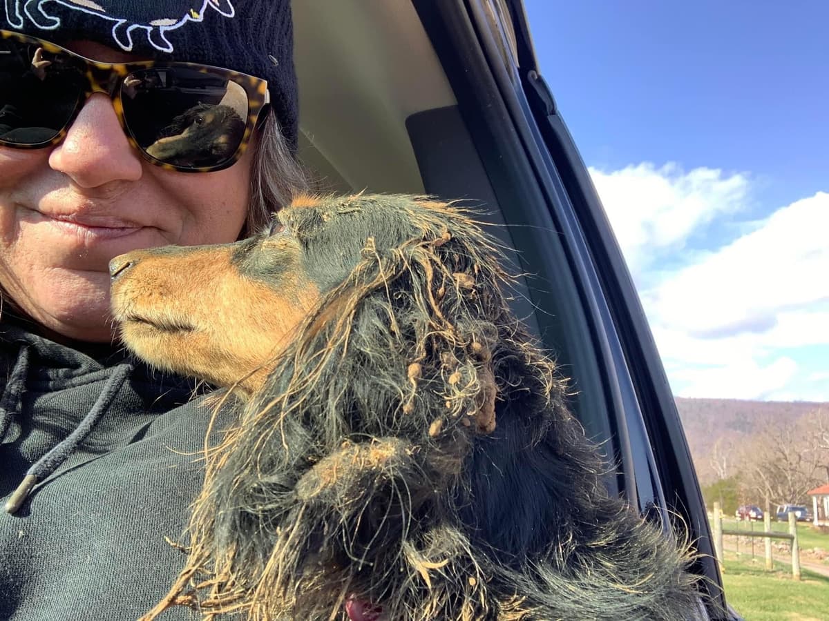 Dachshund Mini Long Pups breeder image 19