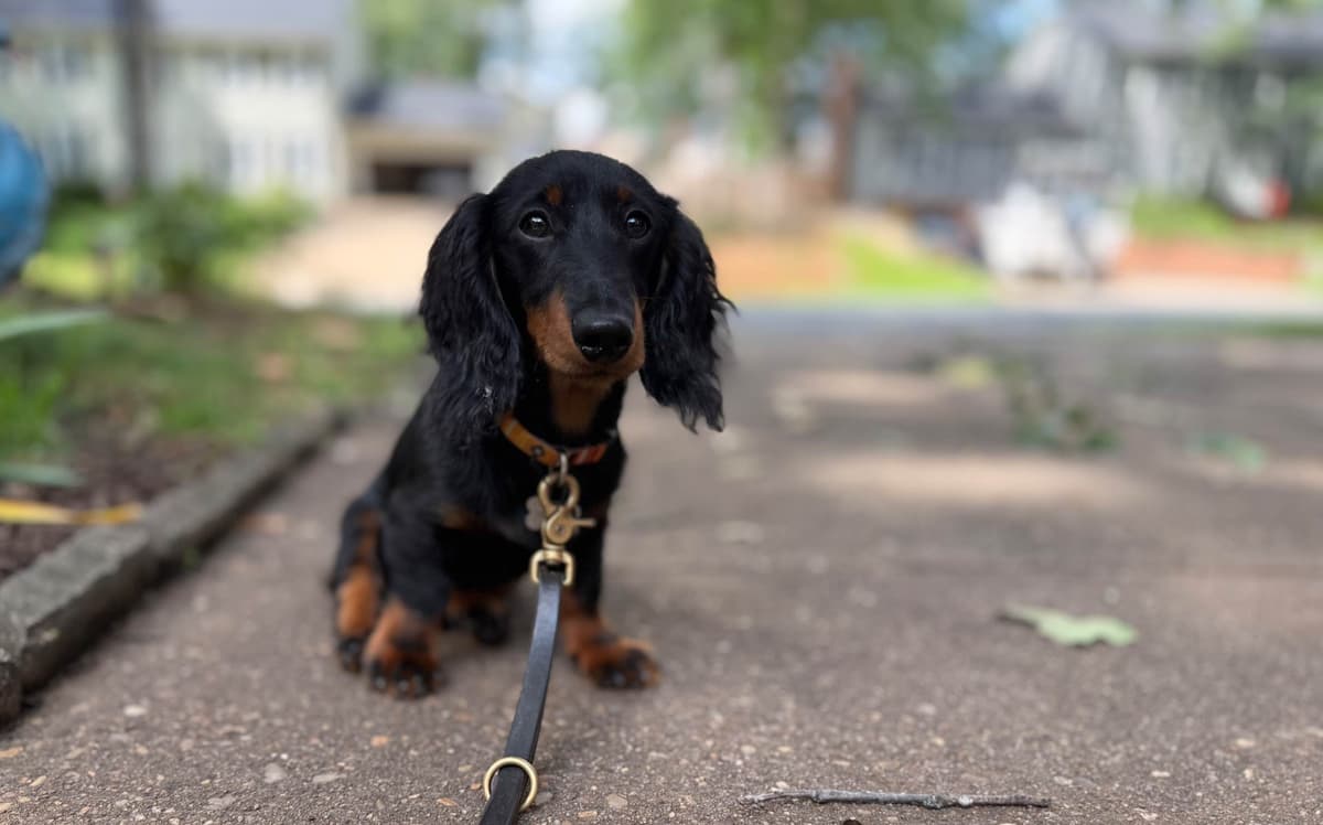 Dachshund Mini Long Pups breeder image 20