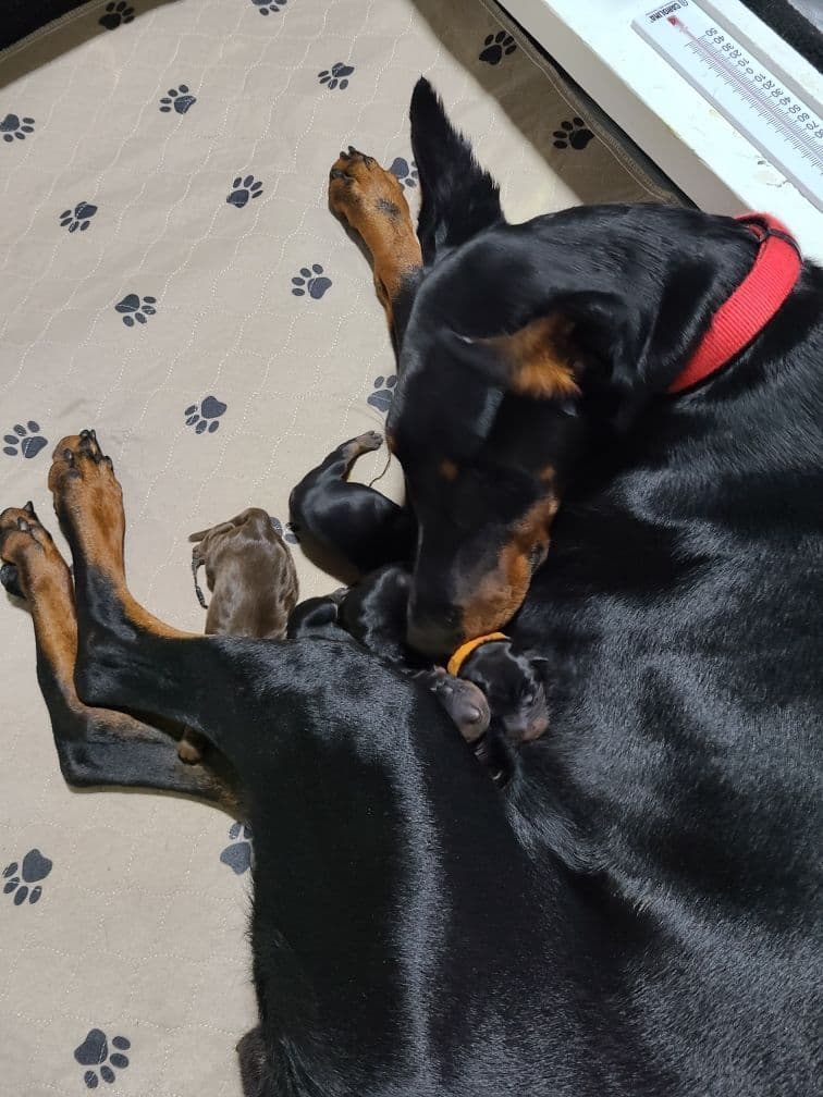 Doberman Pinscher Puppies breeder image 1