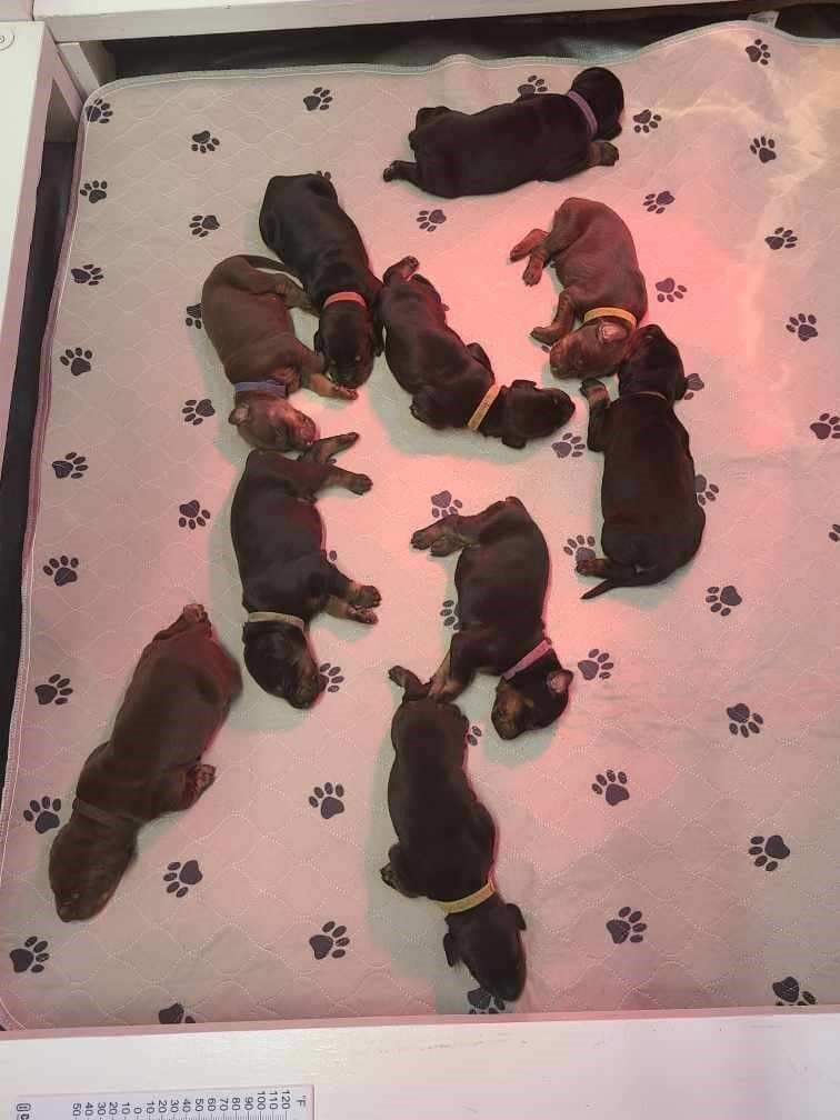 Doberman Pinscher Puppies breeder image 2