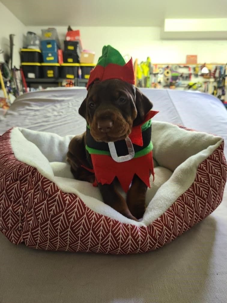 Doberman Pinscher Puppies breeder image 3