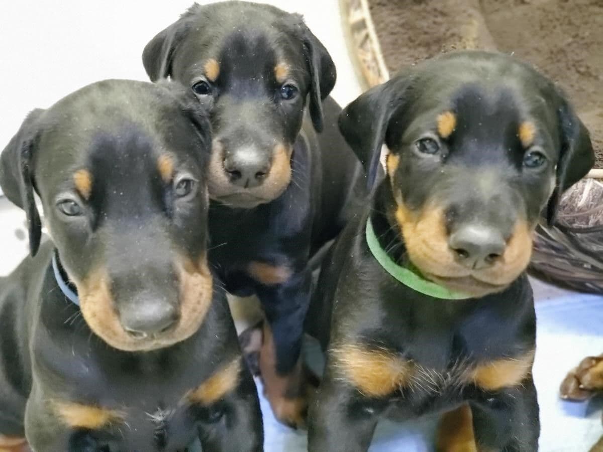Doberman Pinscher Puppies breeder image 5