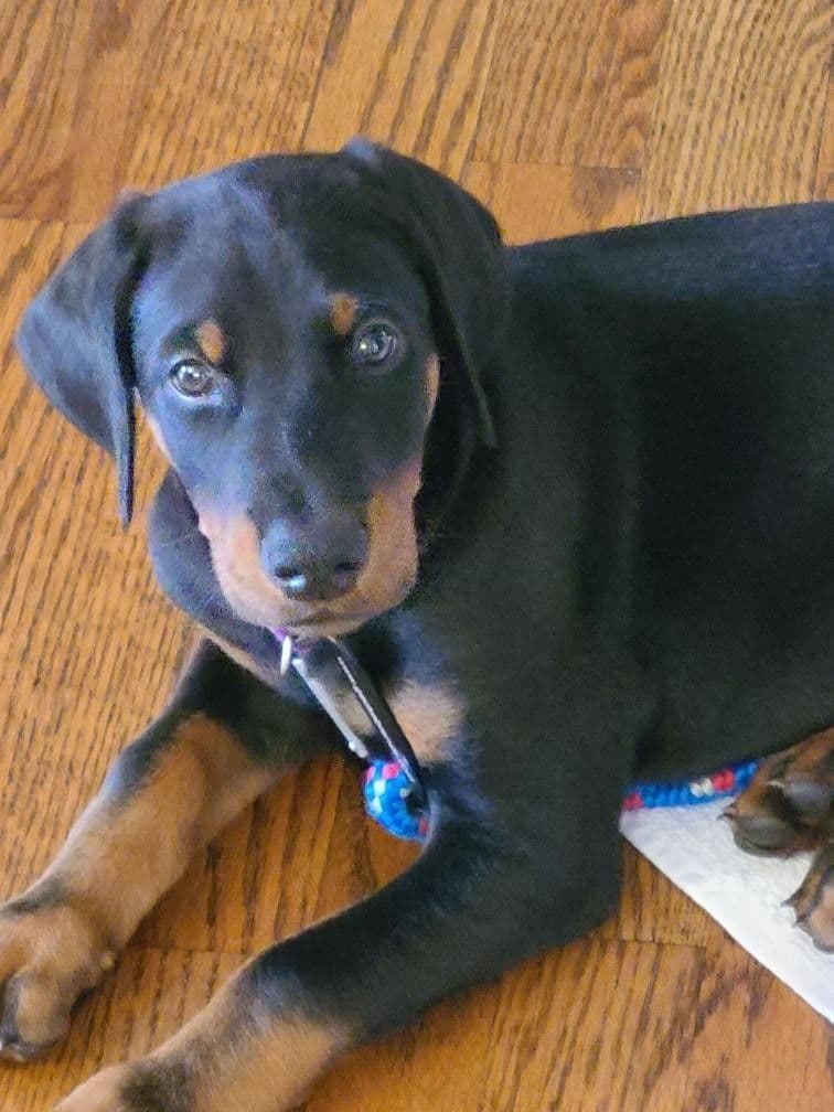 Doberman Pinscher Puppies breeder image 6