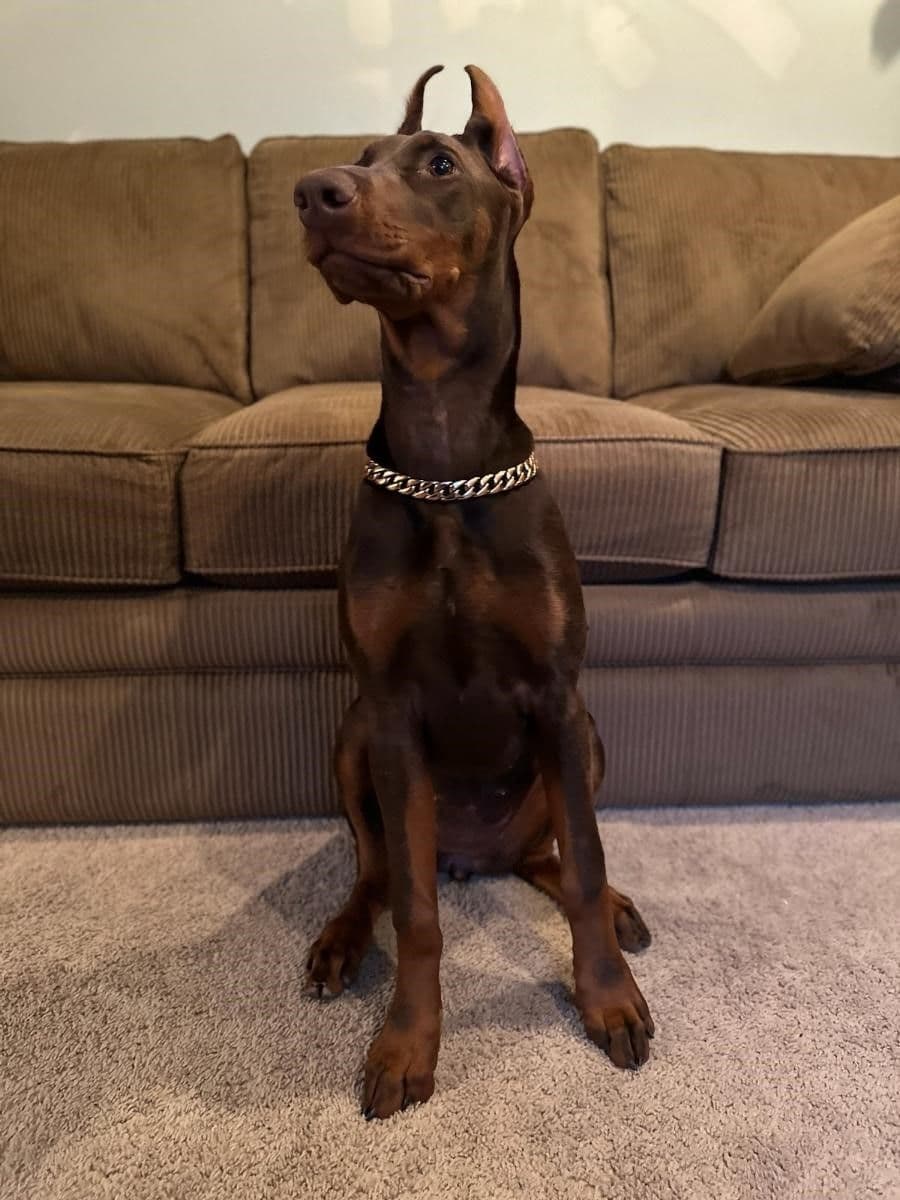 Doberman Pinscher Puppies breeder image 7