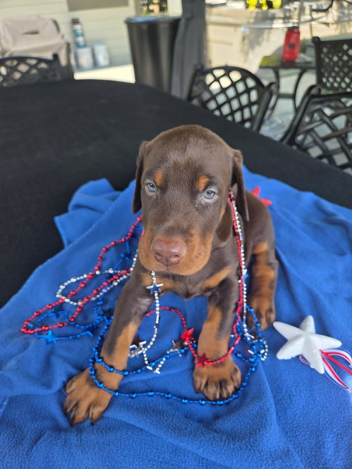 Doberman Pinscher Puppies breeder image 9